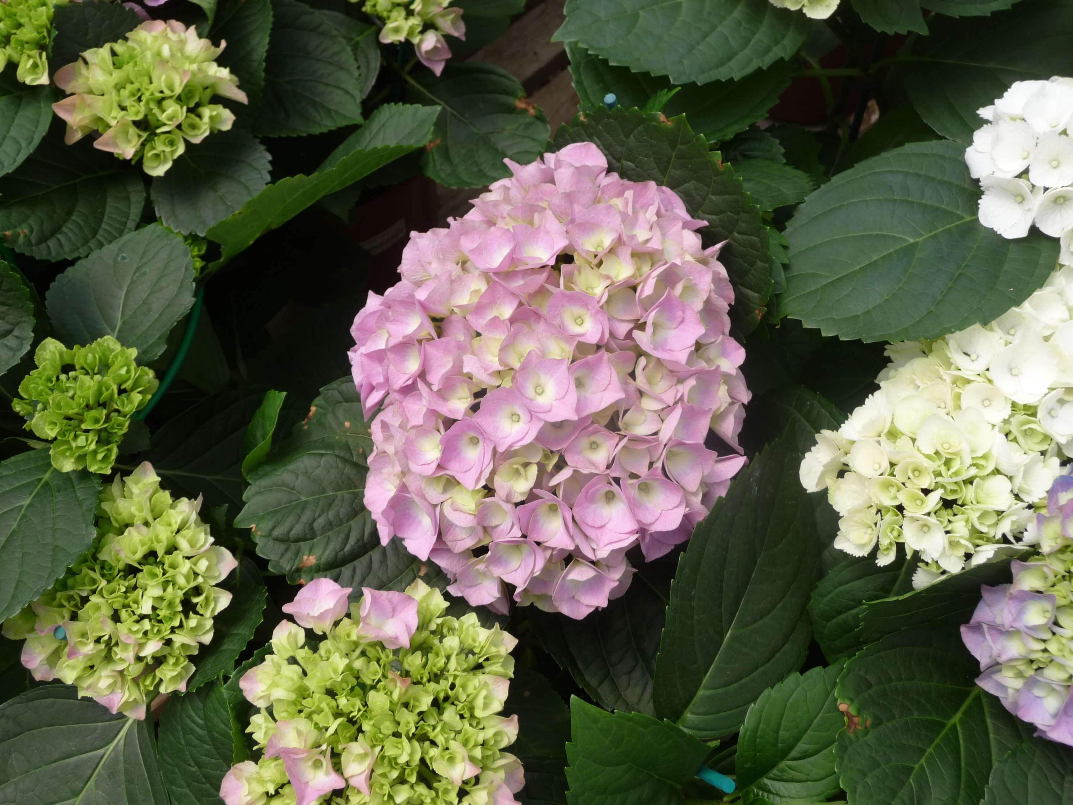 משתלת שתילי ההר